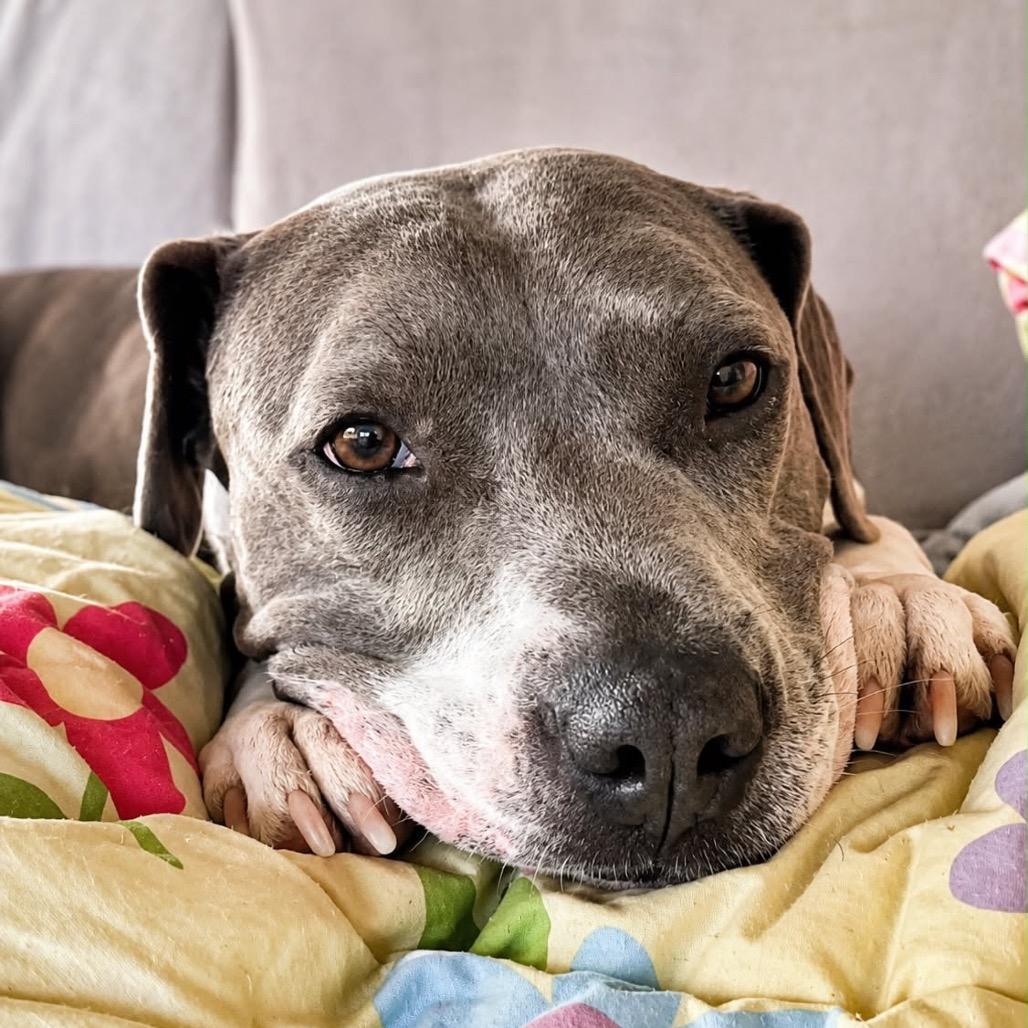 Celine, a Adoptable mixed breed in Griswold, CT image 1/6
