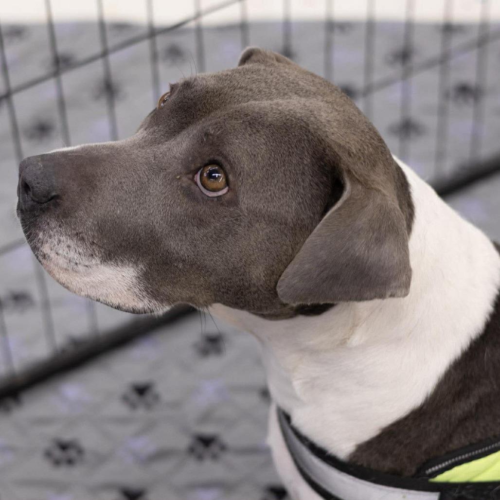 Celine, Adoptable, Adult Female Pit Bull Terrier & Boxer.