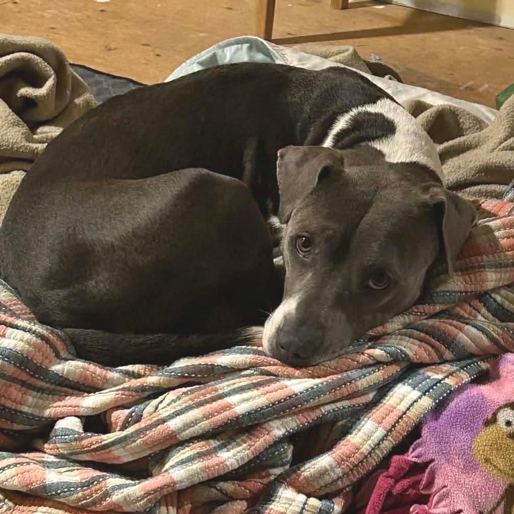 Enlarge Celine, a Adoptable mixed breed in Griswold, CT image 1/6