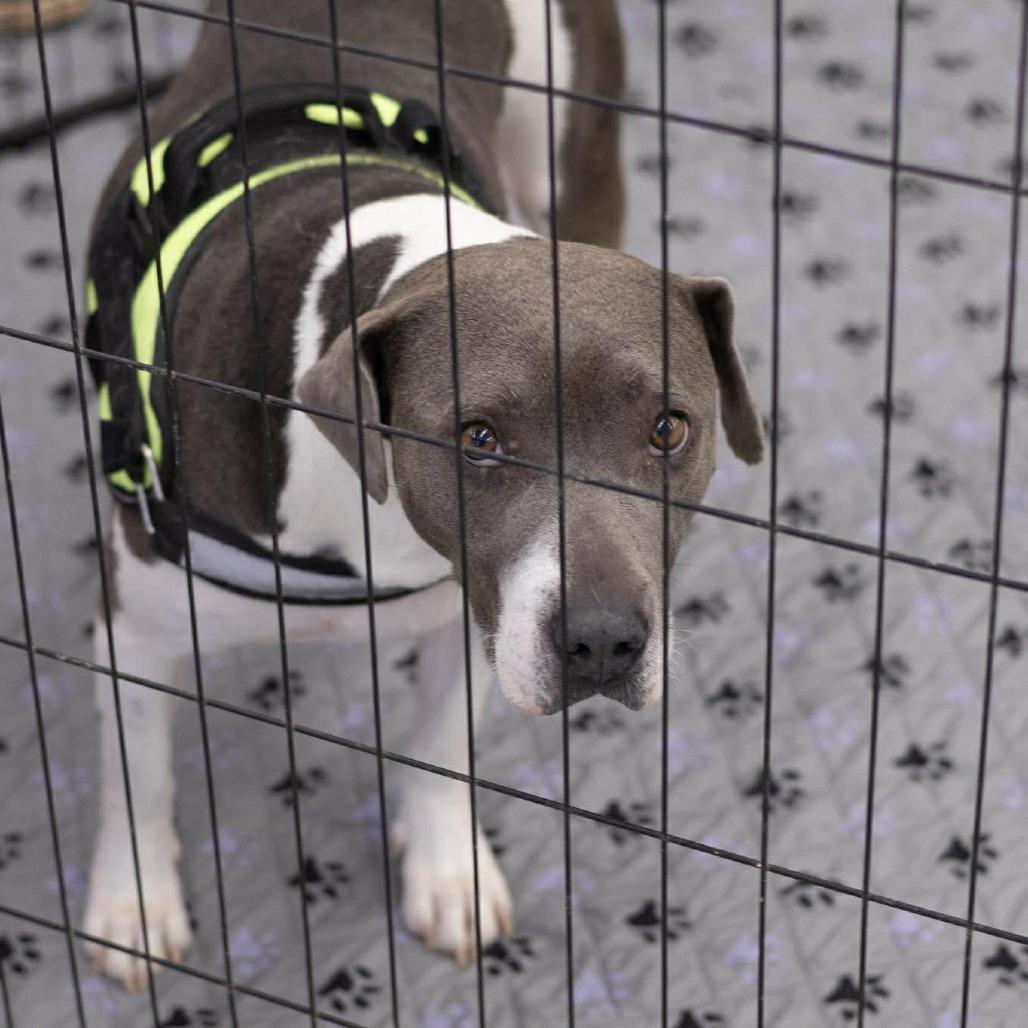 Enlarge Celine, a Adoptable mixed breed in Griswold, CT image 3/6