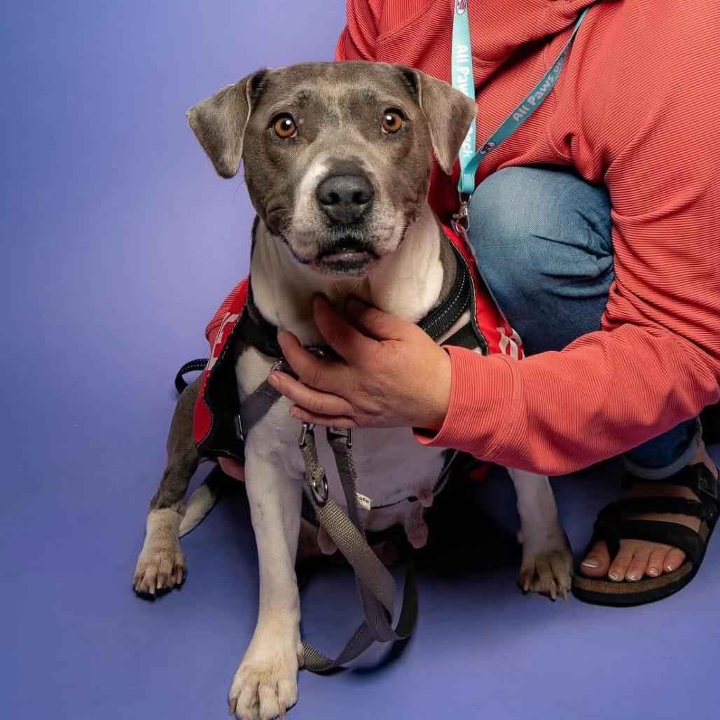 Celine, a Adoptable mixed breed in Griswold, CT image 2/5