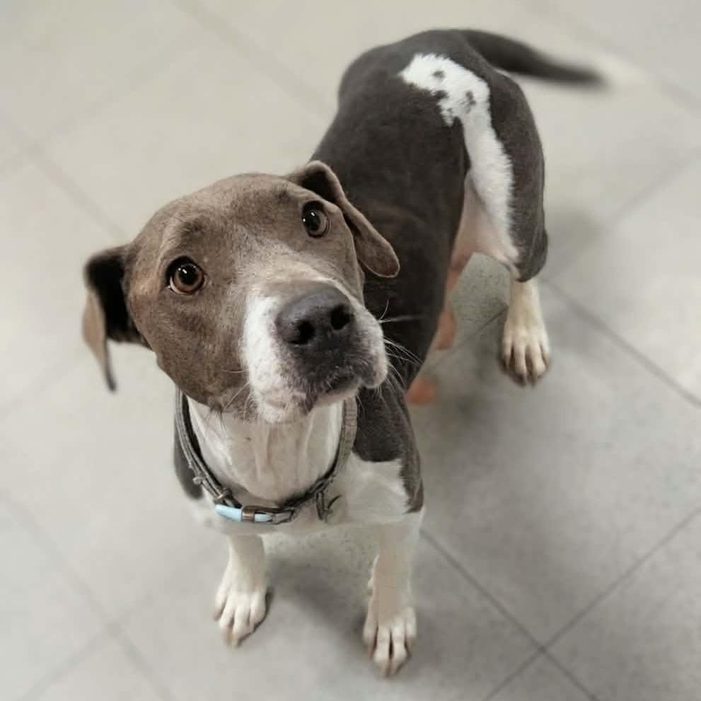 Enlarge Celine, a Adoptable mixed breed in Griswold, CT image 1/2