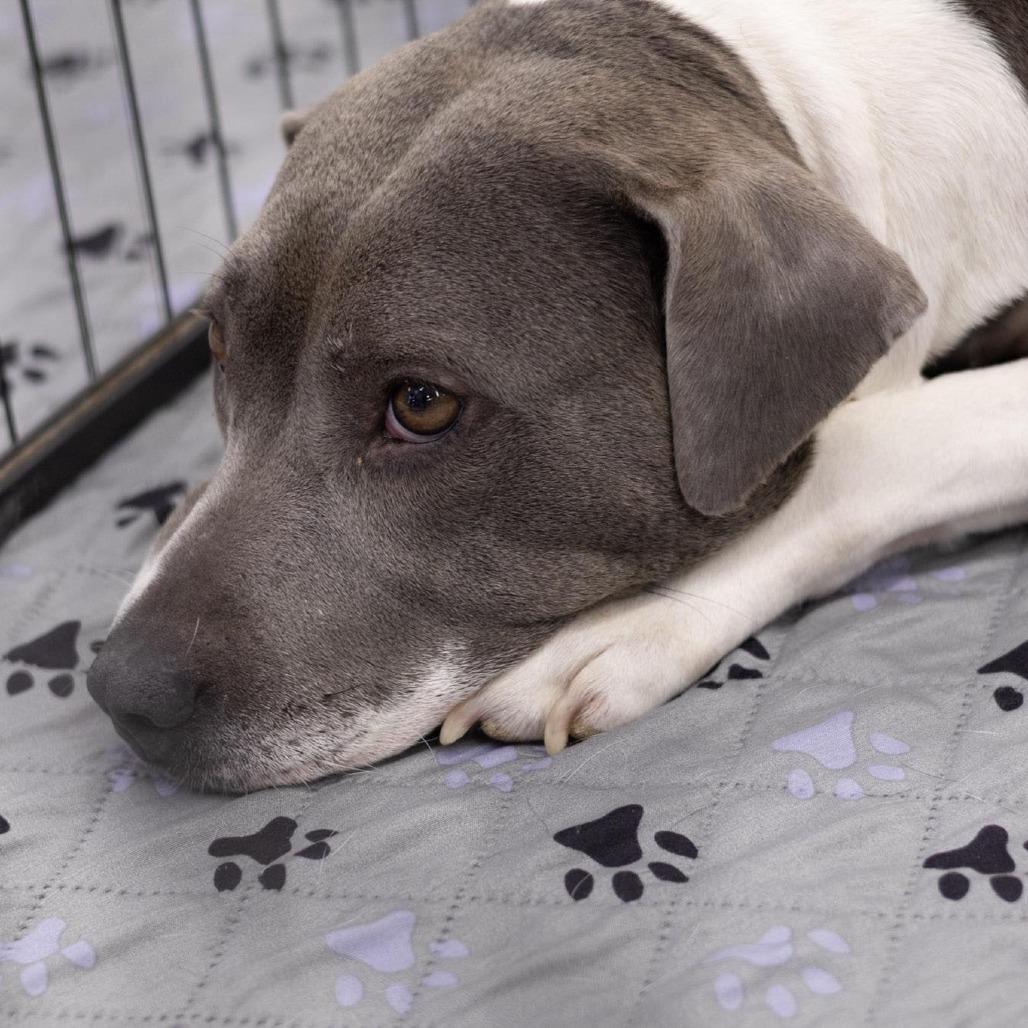 Enlarge Celine, a Adoptable mixed breed in Griswold, CT image 5/6