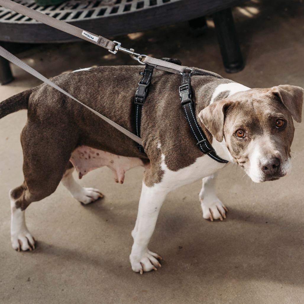 Enlarge Celine, a Adoptable mixed breed in Griswold, CT image 4/6