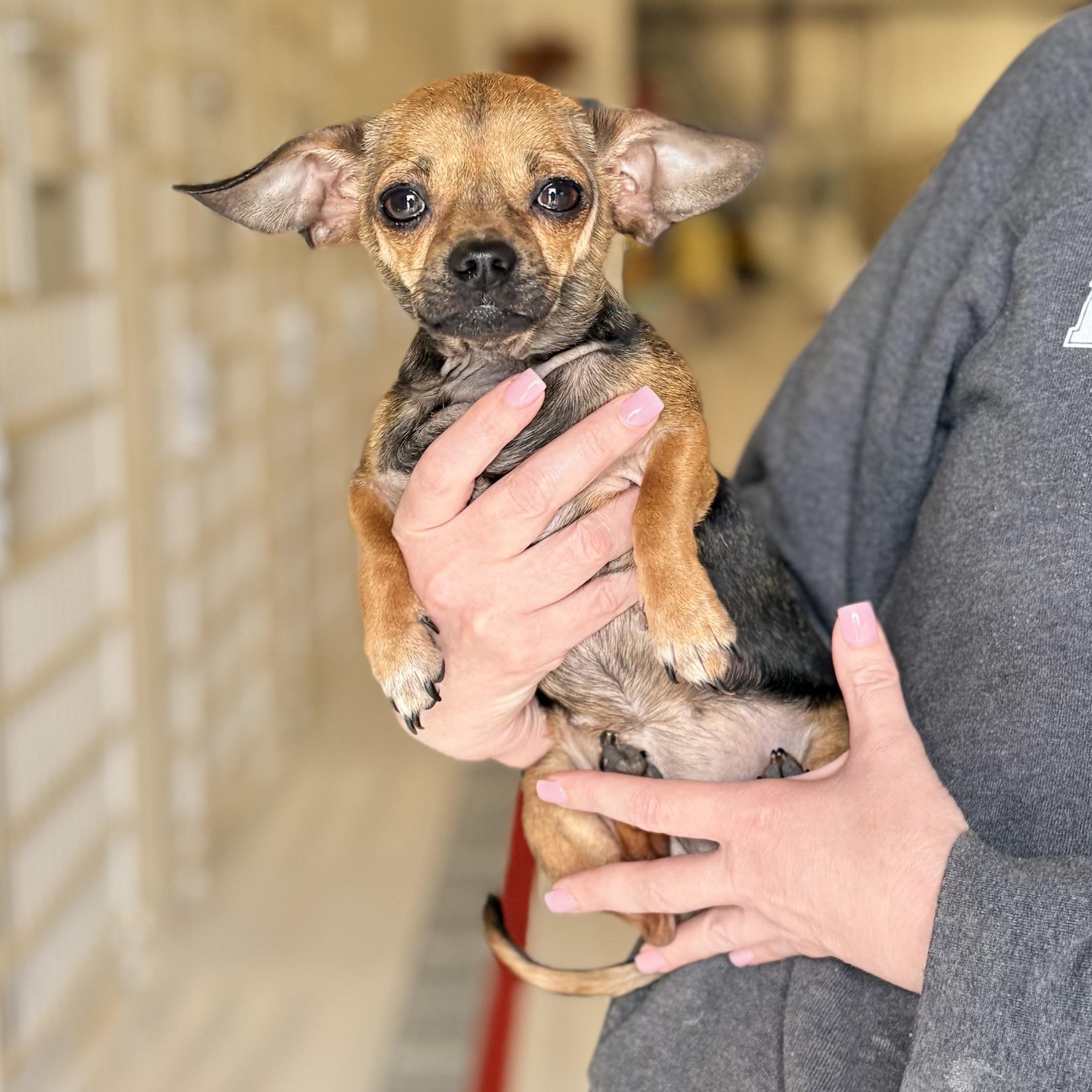 Lil Girl, adopted, Adult Female Chihuahua.
