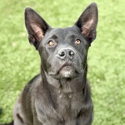Binx, a Adoptable mixed breed in Red Bluff, CA image 1/3