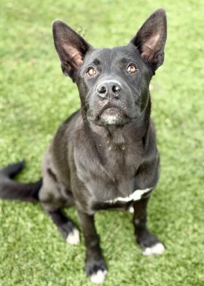 Binx, a Adoptable mixed breed in Red Bluff, CA image 3/3