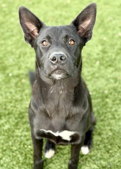 Binx, a Adoptable mixed breed in Red Bluff, CA image 2/3