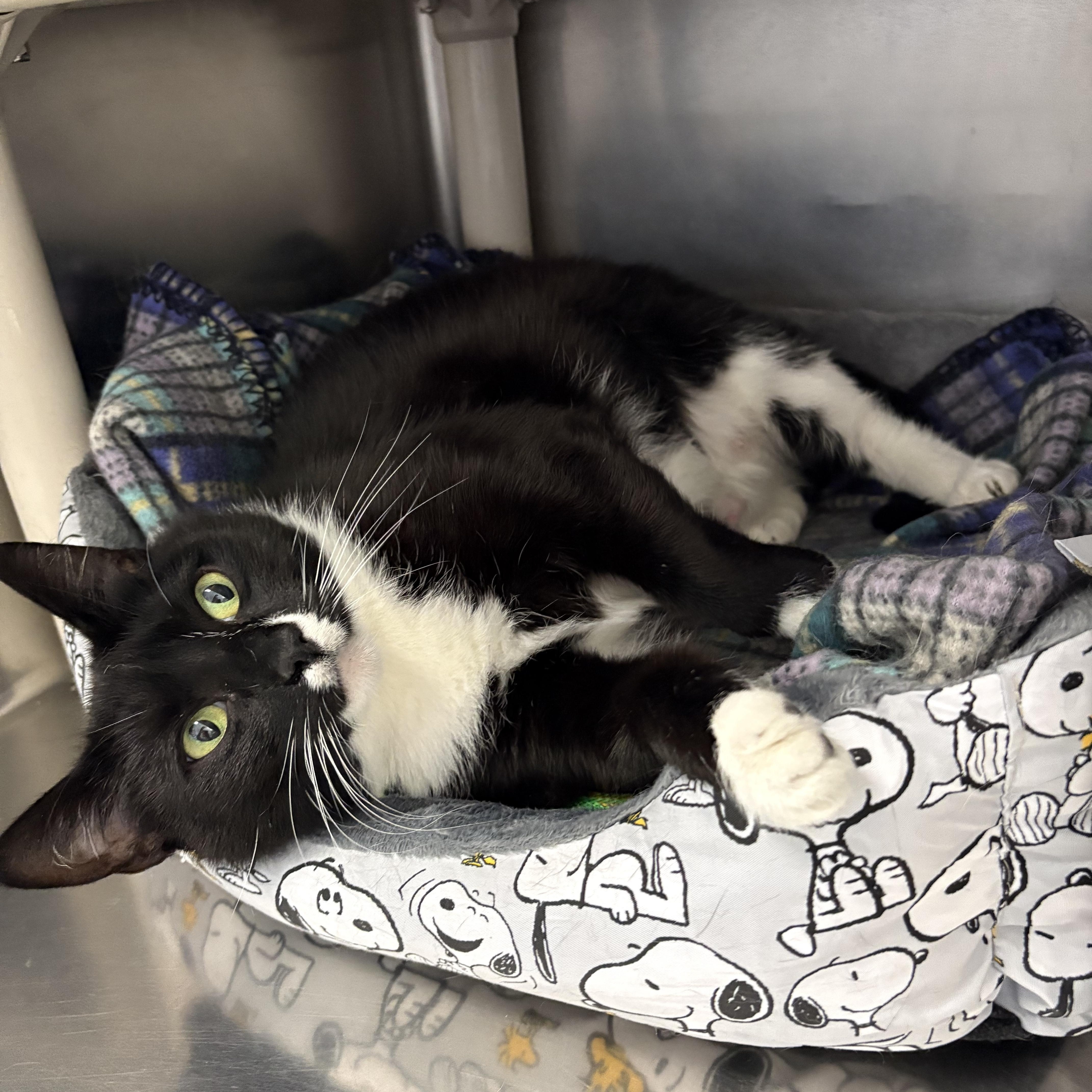 Enlarge Lydia, a ADOPTABLE Domestic Short Hair in Wantagh, NY image 3/4