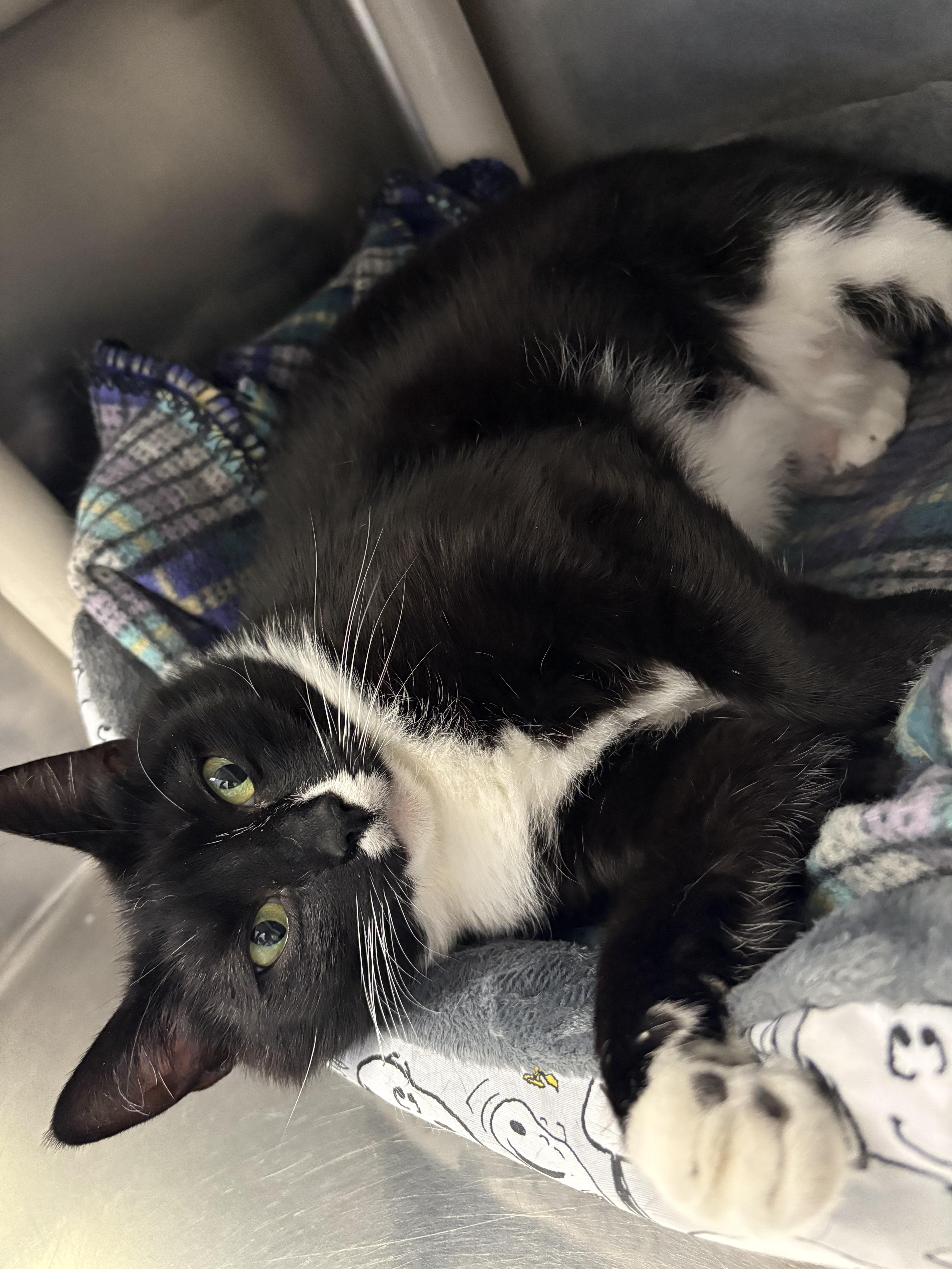 Lydia, ADOPTABLE, Adult Female Domestic Short Hair.