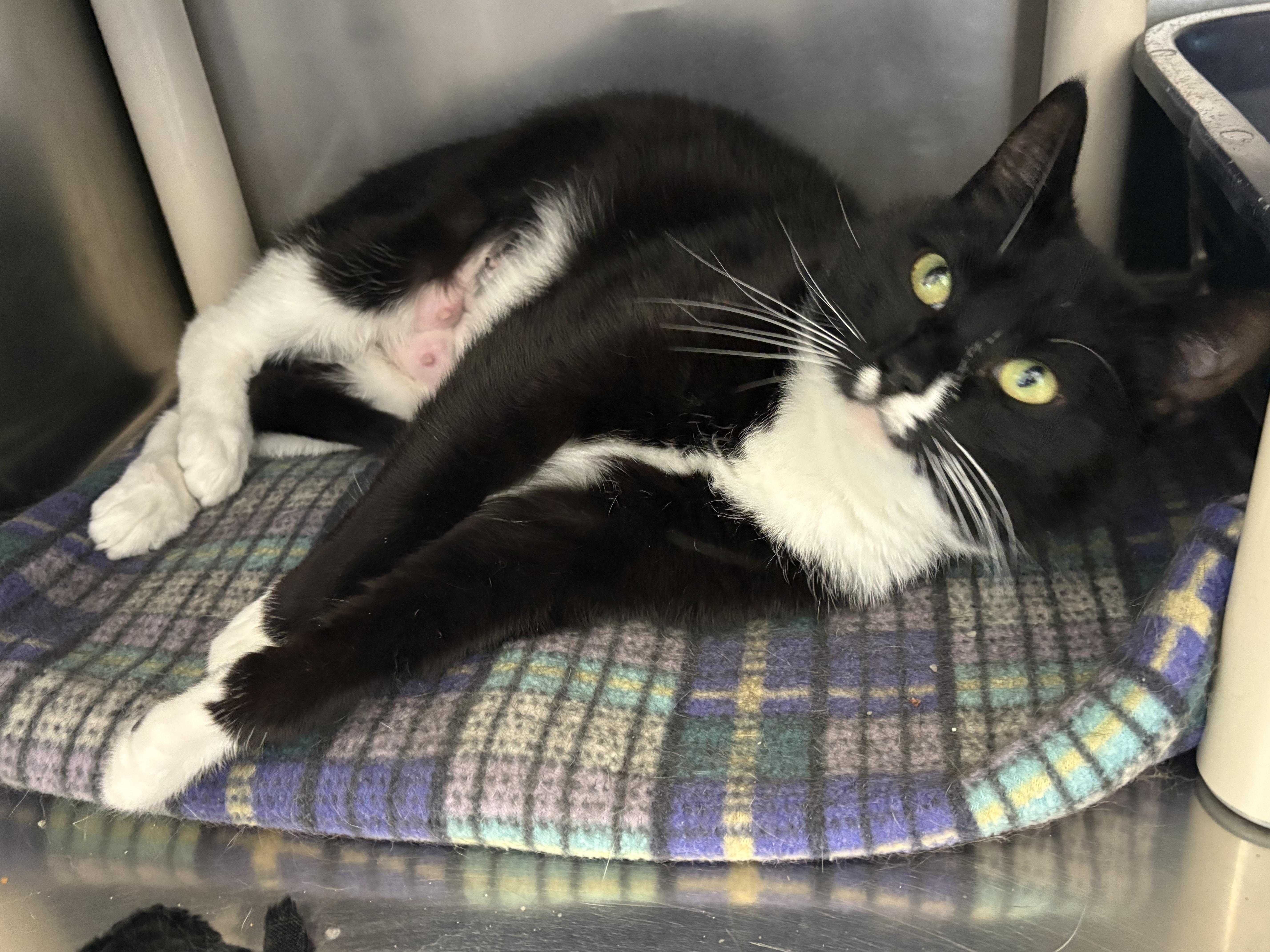 Enlarge Lydia, a ADOPTABLE Domestic Short Hair in Wantagh, NY image 1/1