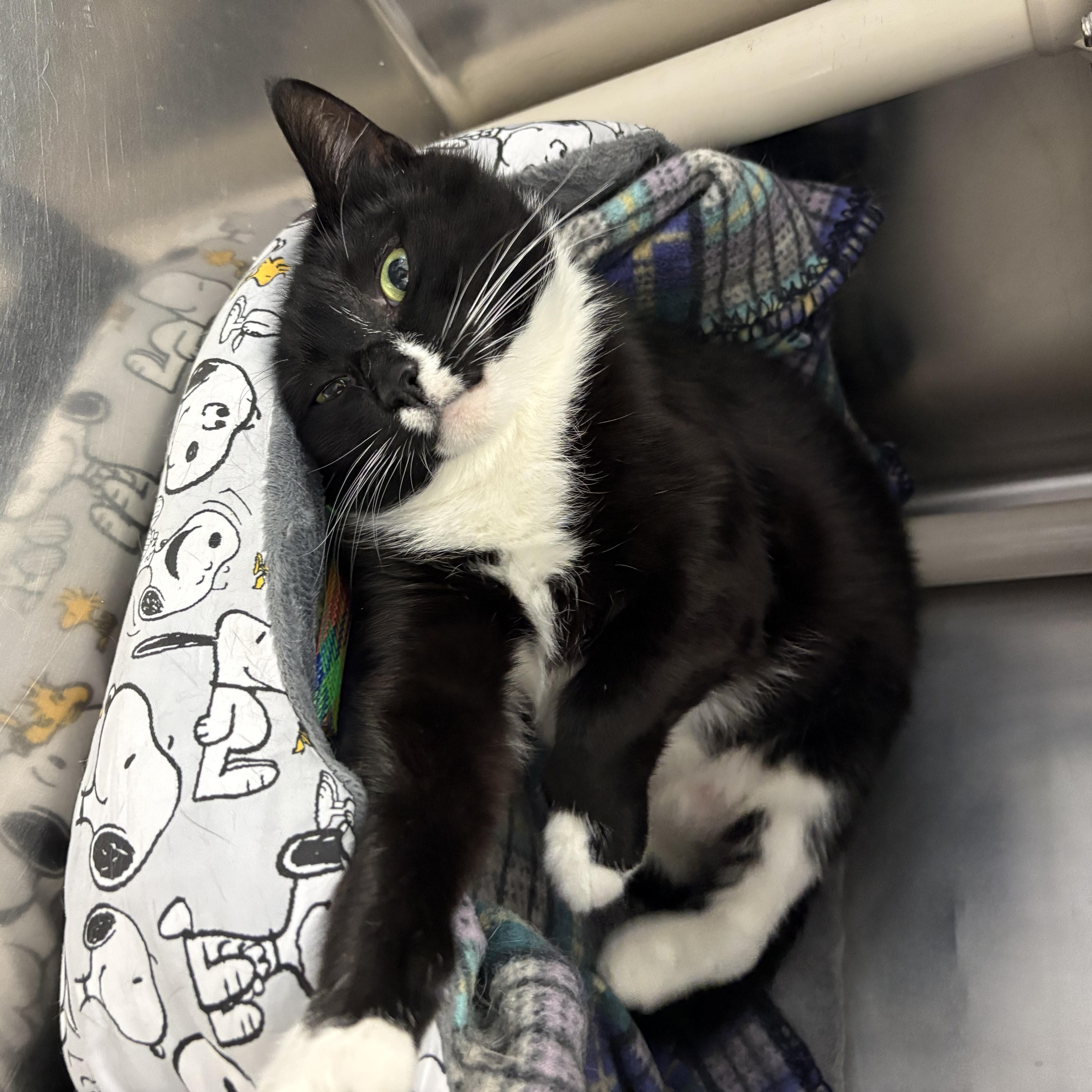 Enlarge Lydia, a ADOPTABLE Domestic Short Hair in Wantagh, NY image 4/4