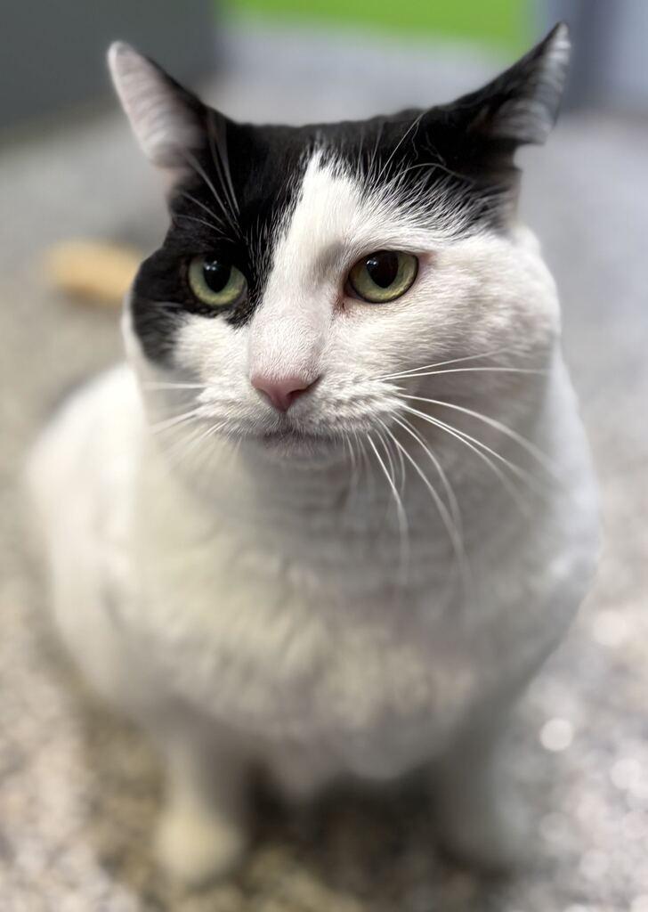 Enlarge Katy, a ADOPTABLE Domestic Short Hair in Jackson, MI image 2/5