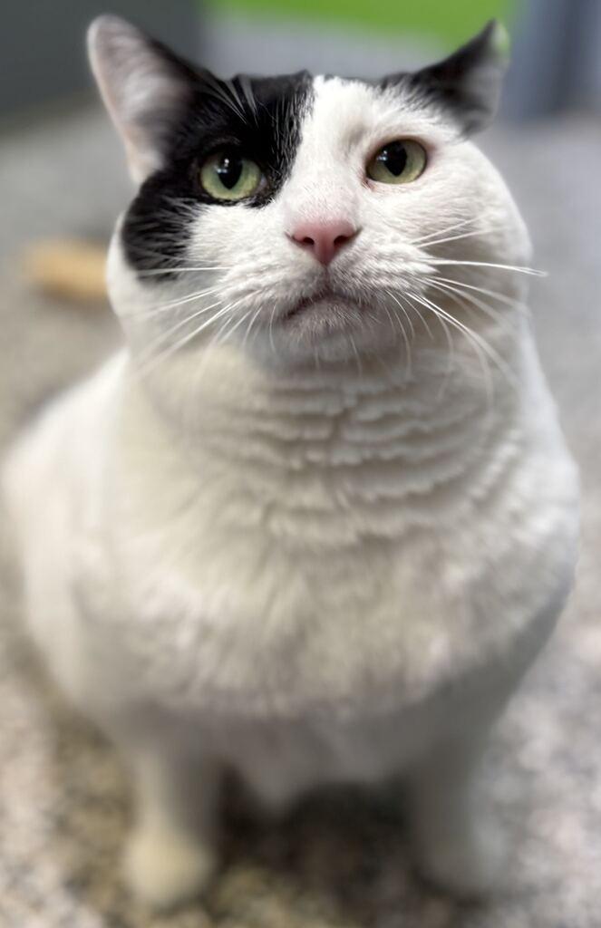 Katy, ADOPTABLE, Adult Female Domestic Short Hair.