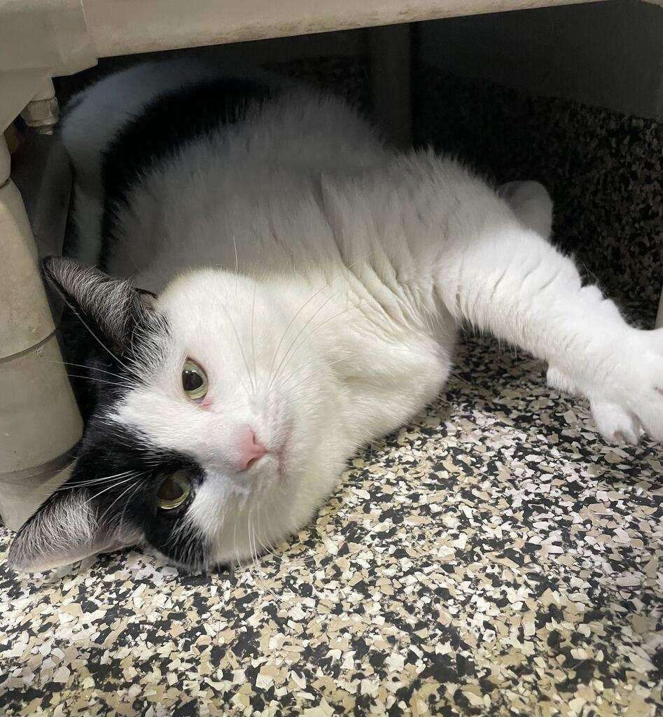 Enlarge Katy, a ADOPTABLE Domestic Short Hair in Jackson, MI image 4/5