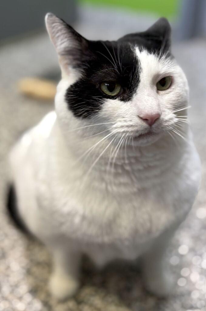 Enlarge Katy, a ADOPTABLE Domestic Short Hair in Jackson, MI image 3/5