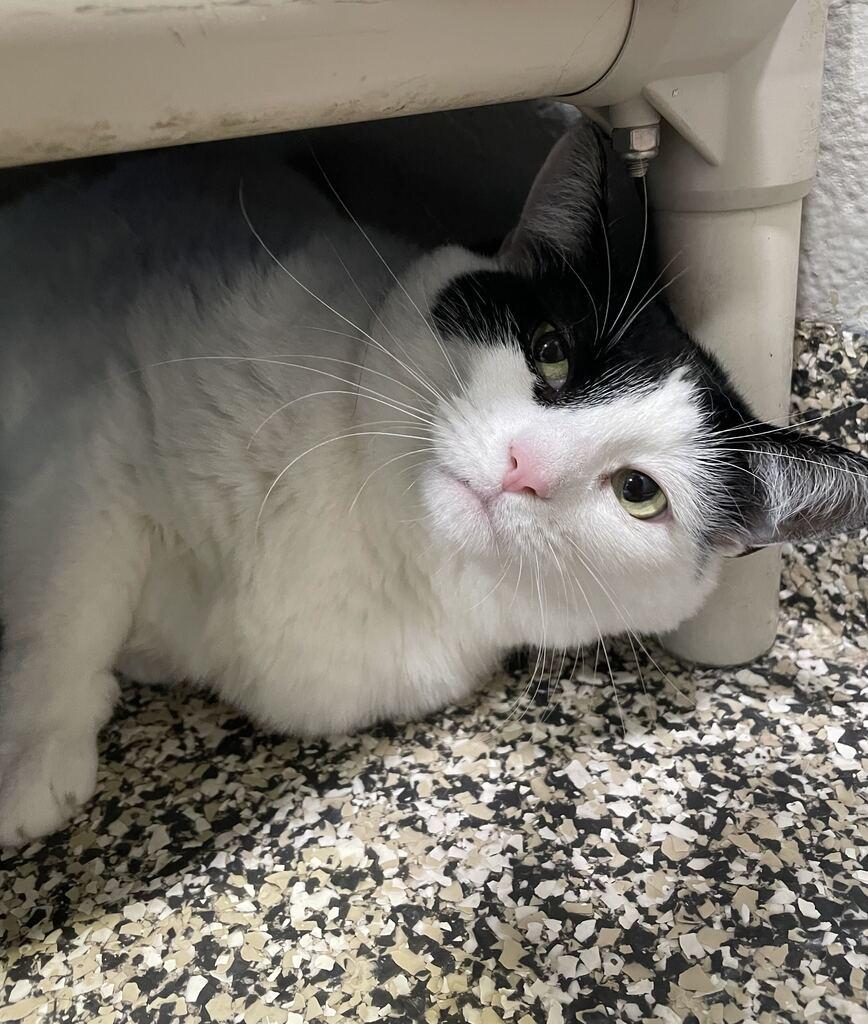 Enlarge Katy, a ADOPTABLE Domestic Short Hair in Jackson, MI image 5/5