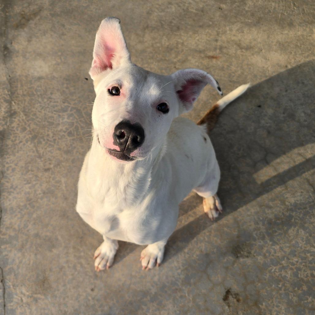 Enlarge Diamond, a Adoptable mixed breed in West Point, MS image 1/6