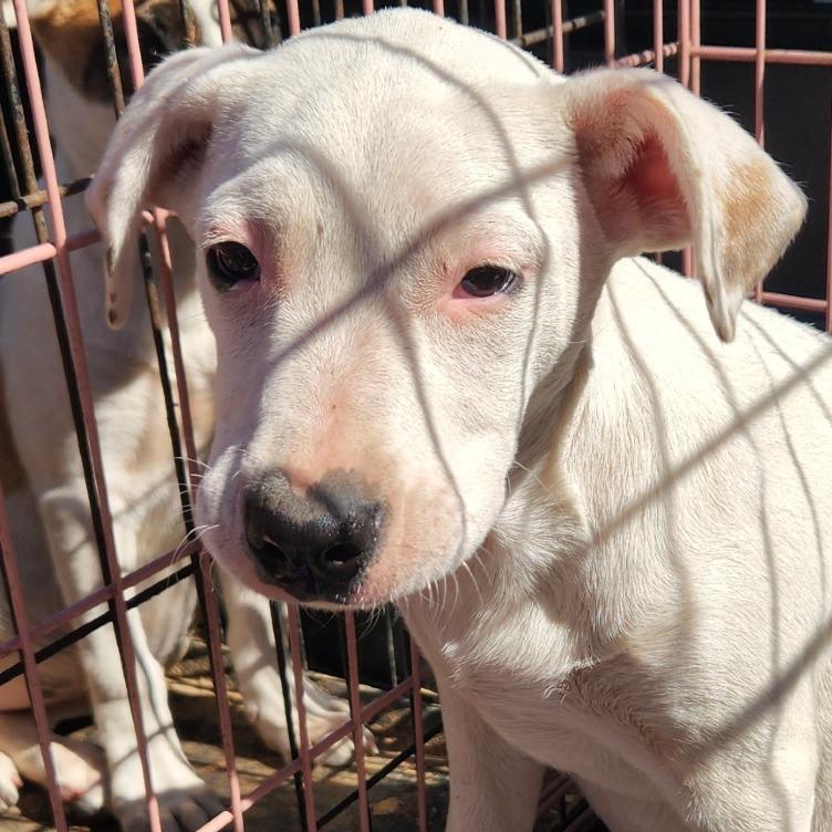 Enlarge Diamond, a Adoptable mixed breed in West Point, MS image 2/6