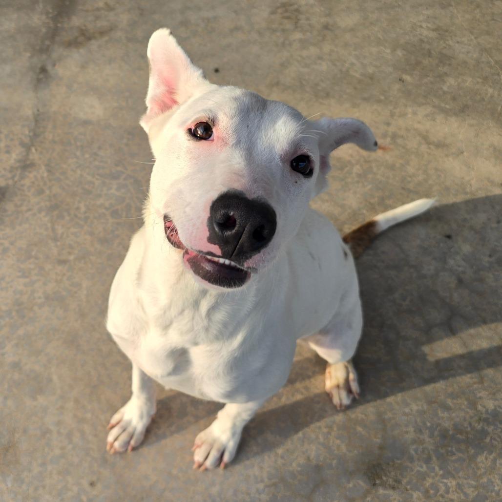 Enlarge Diamond, a Adoptable mixed breed in West Point, MS image 3/6