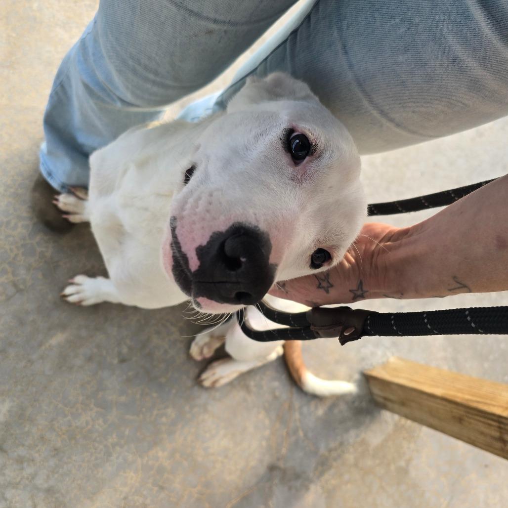 Enlarge Diamond, a Adoptable mixed breed in West Point, MS image 4/6