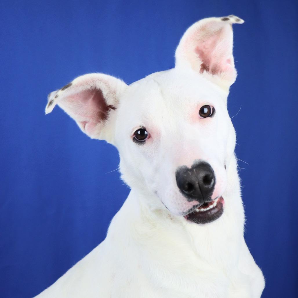 Enlarge Diamond, a Adoptable mixed breed in West Point, MS image 5/6