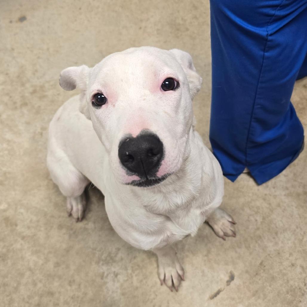 Enlarge Diamond, a Adoptable mixed breed in West Point, MS image 6/6