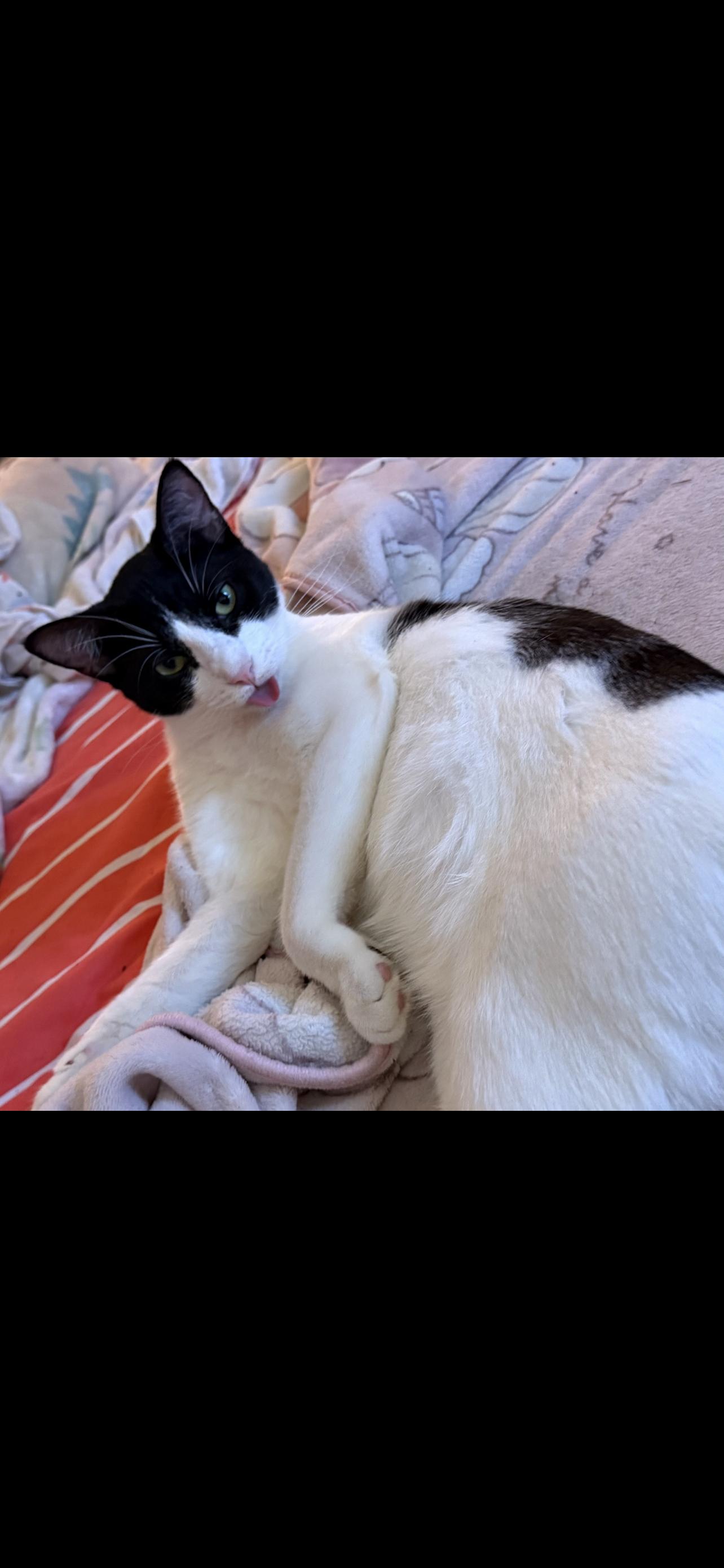 Enlarge Ink , a ADOPTABLE Domestic Short Hair in Dyersburg, TN image 6/6