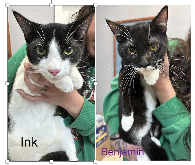 Ink and Benjamin, ADOPTABLE, Young Male Domestic Short Hair.