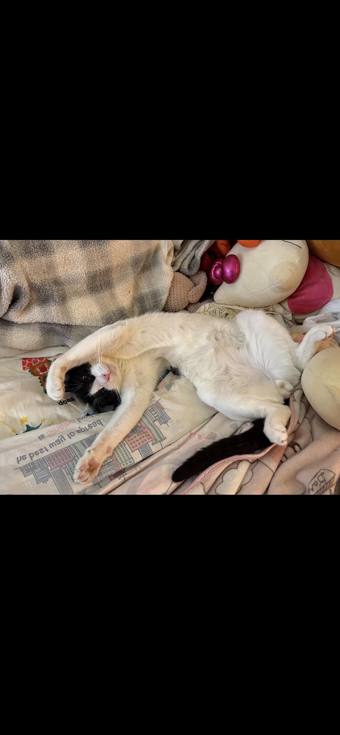 Enlarge Ink , a ADOPTABLE Domestic Short Hair in Dyersburg, TN image 3/6