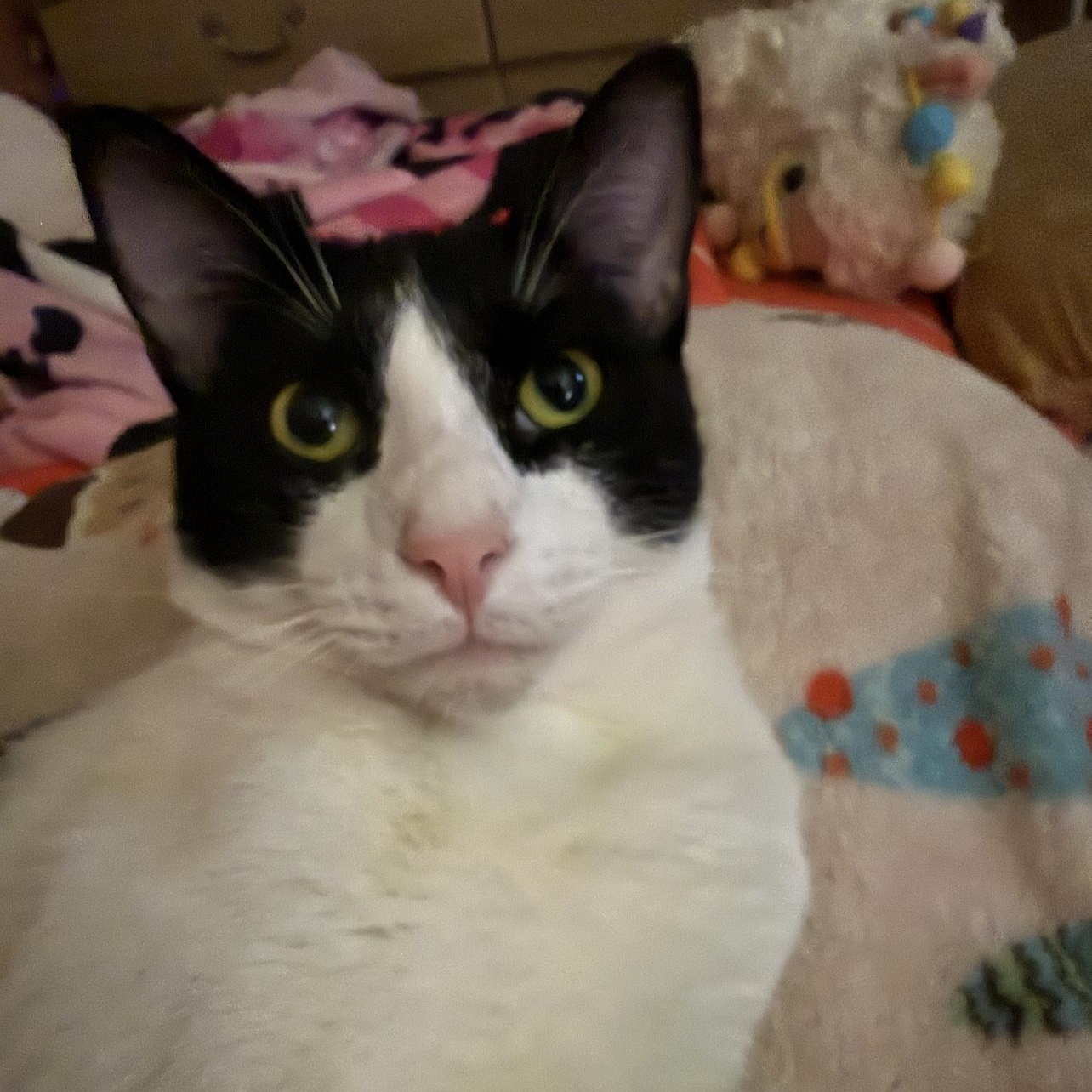 Enlarge Ink , a ADOPTABLE Domestic Short Hair in Dyersburg, TN image 1/6