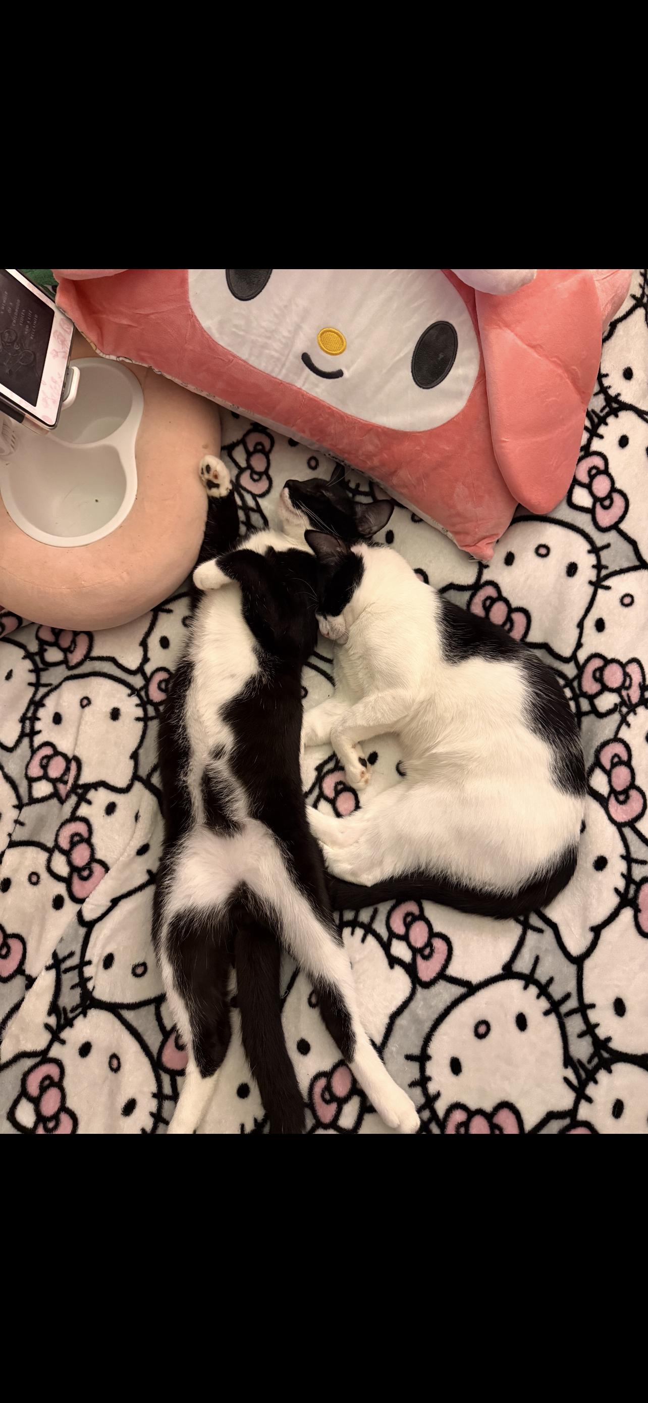 Enlarge Ink , a ADOPTABLE Domestic Short Hair in Dyersburg, TN image 2/6