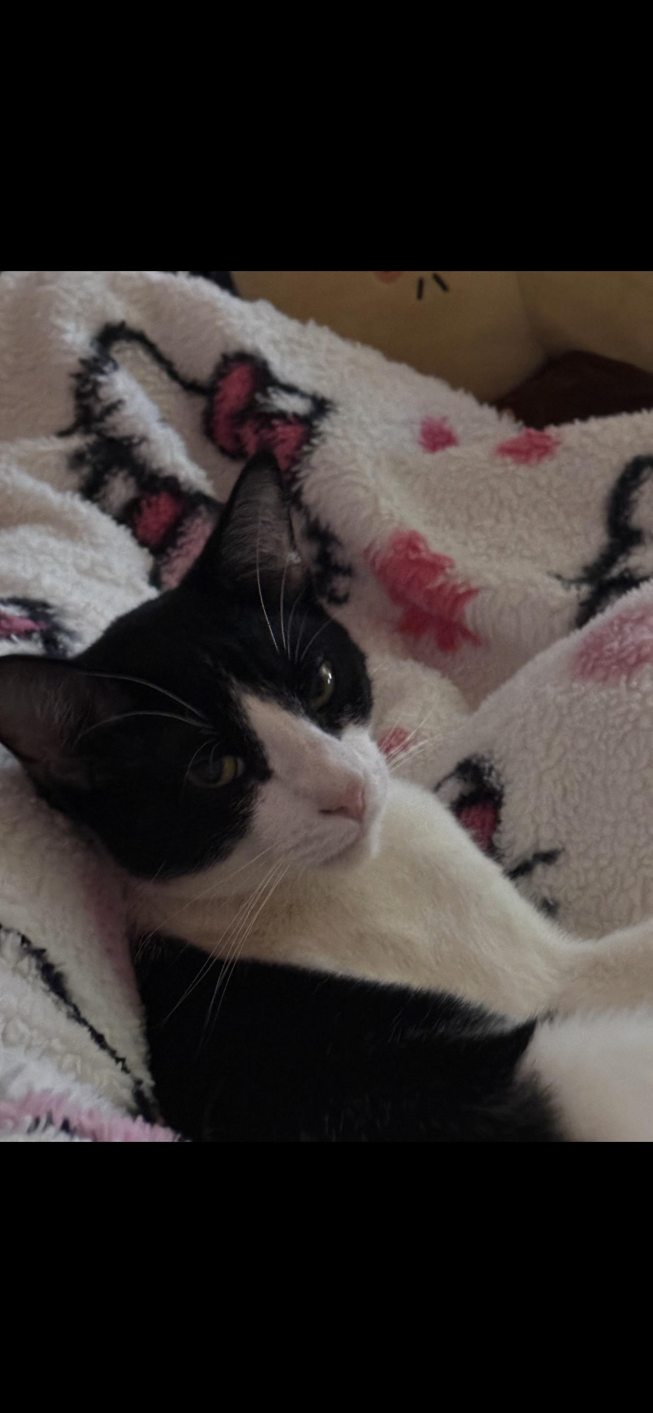 Enlarge Ink , a ADOPTABLE Domestic Short Hair in Dyersburg, TN image 5/6