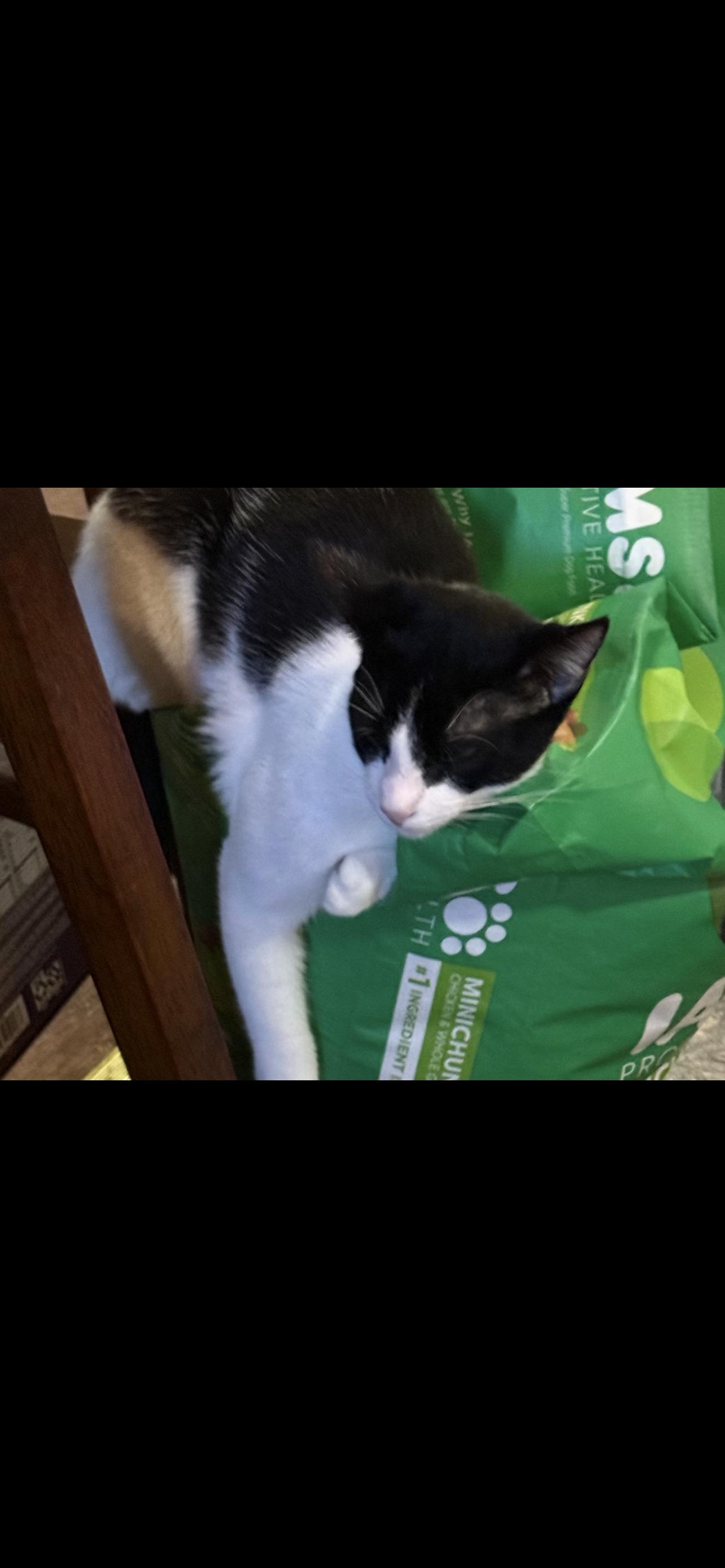 Enlarge Ink , a ADOPTABLE Domestic Short Hair in Dyersburg, TN image 4/6