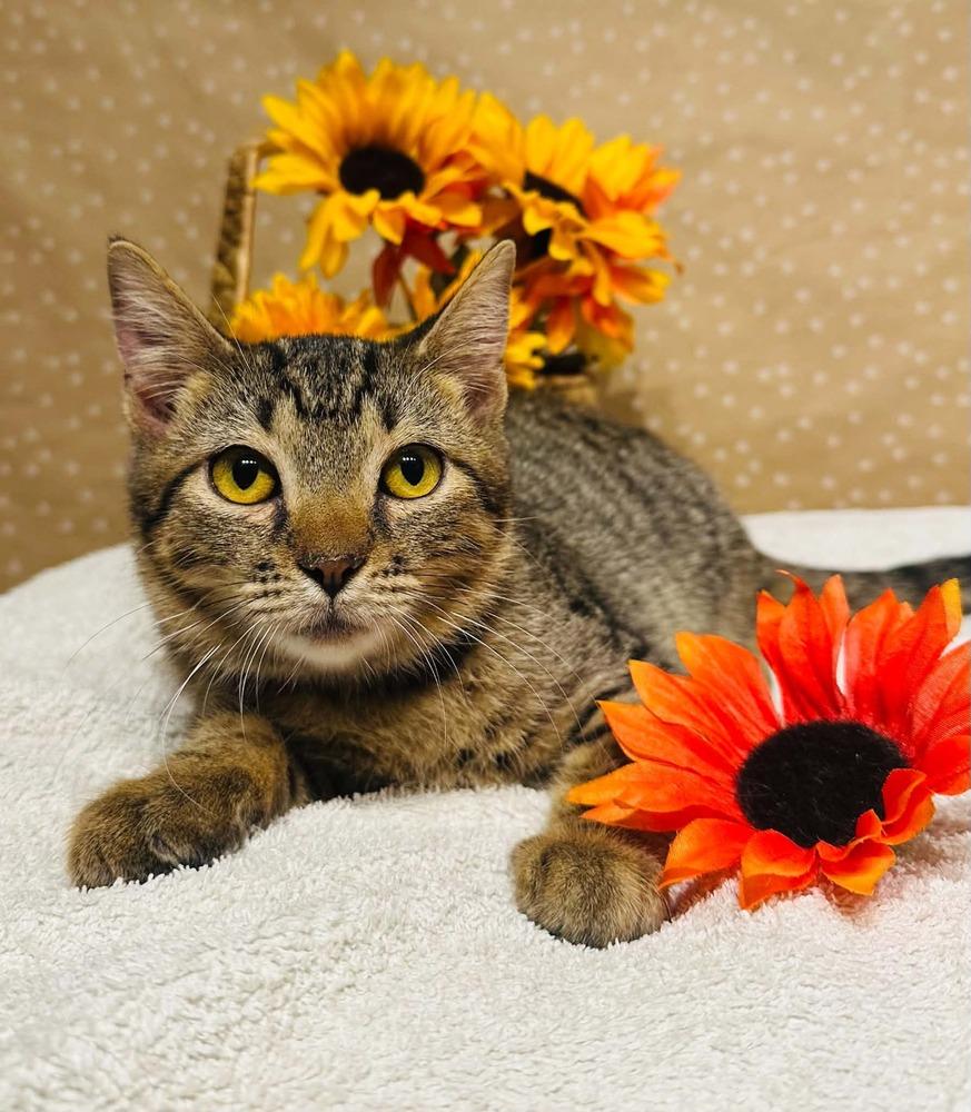 Bro, Adoptable, Kitten Male Domestic Short Hair.