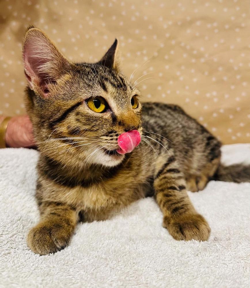 Enlarge Bro, a Adoptable mixed breed in Groveland, MA image 2/3