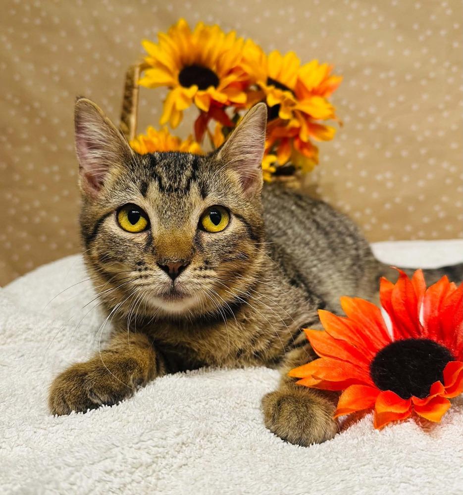 Enlarge Bro, a Adoptable mixed breed in Groveland, MA image 3/3