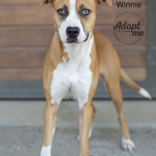 Winnie, Adoptable, Young Female Pit Bull Terrier & Mixed Breed.