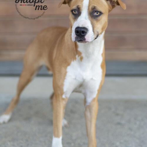 Winnie, a Adoptable mixed breed in Bakersfield, CA image 2/3