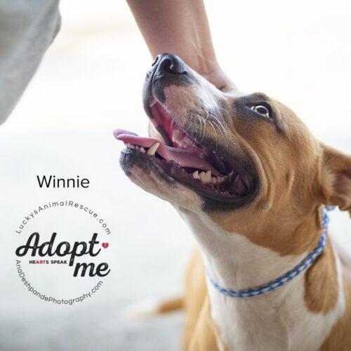 Winnie, a Adoptable mixed breed in Bakersfield, CA image 3/3