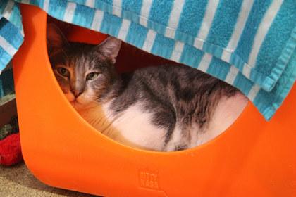 Peter, Adoptable, Adult Male Domestic Short Hair & Domestic Short Hair.