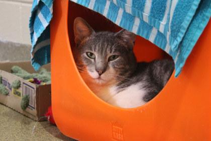 Peter, Adoptable, Adult Male Domestic Short Hair & Domestic Short Hair.