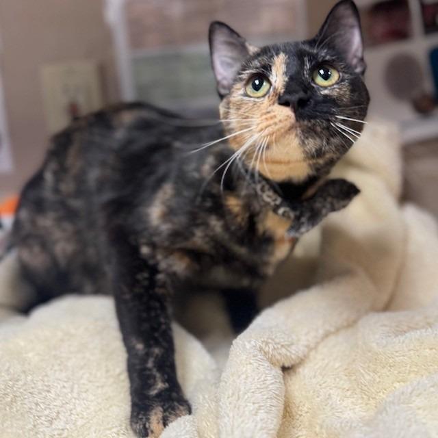 Bunny, Adoptable, Adult Female Domestic Short Hair.