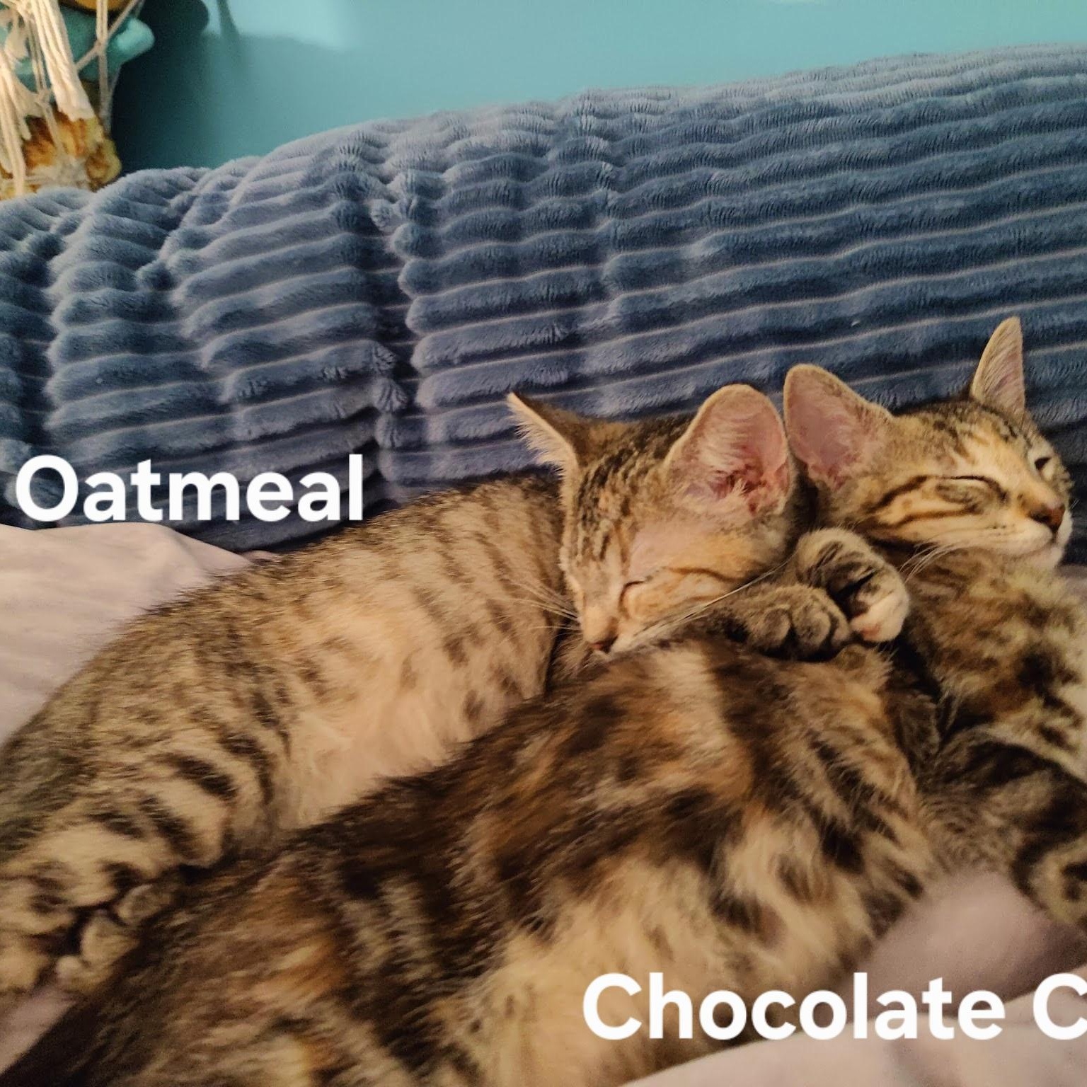 Enlarge Oatmeal, an adopted mixed breed in South Park, PA image 2/2