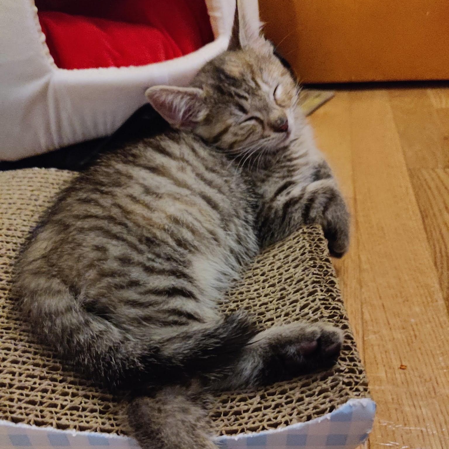 Enlarge Oatmeal, an adopted mixed breed in South Park, PA image 1/2