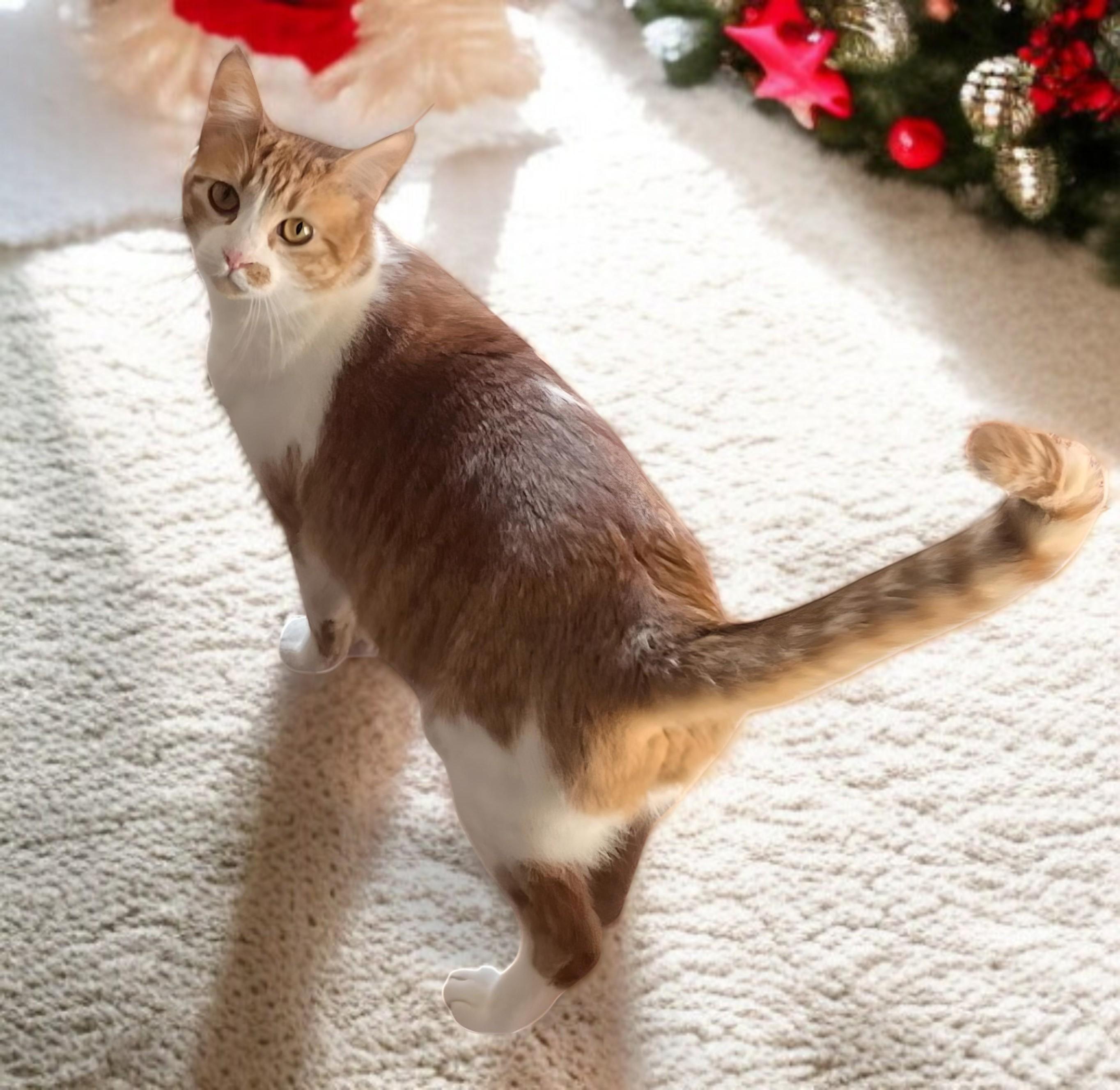 Enlarge Ember-A Little Glow to Light Up Your Life., a Adoptable mixed breed in Hillsboro, TX image 2/4