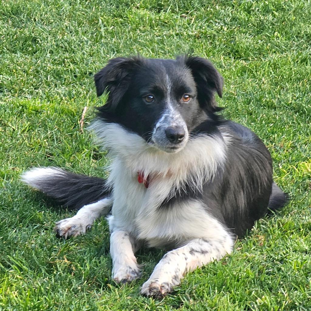 26Dixie, adopted, Young Female Border Collie.