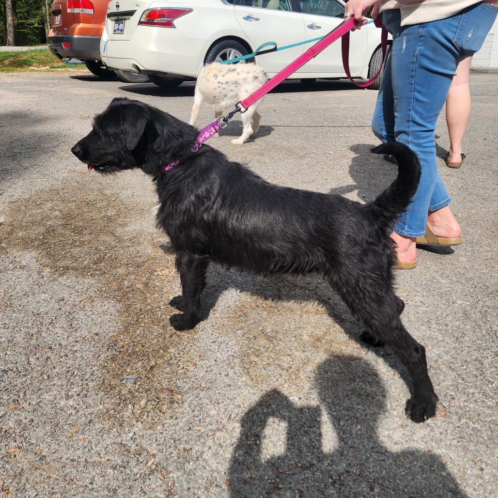 Enlarge Maggie, a Adoptable mixed breed in Evensville, TN image 1/5