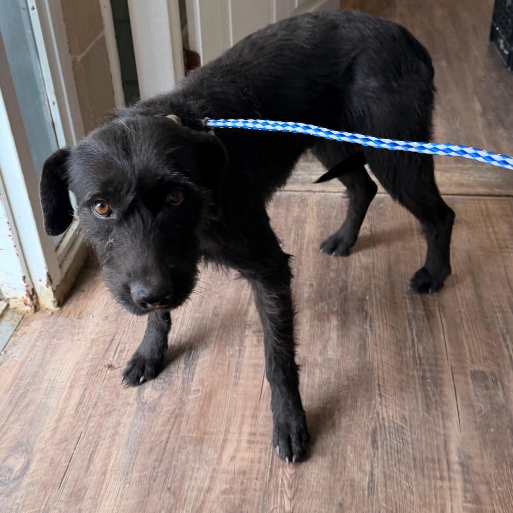 Enlarge Maggie, a Adoptable mixed breed in Evensville, TN image 1/4