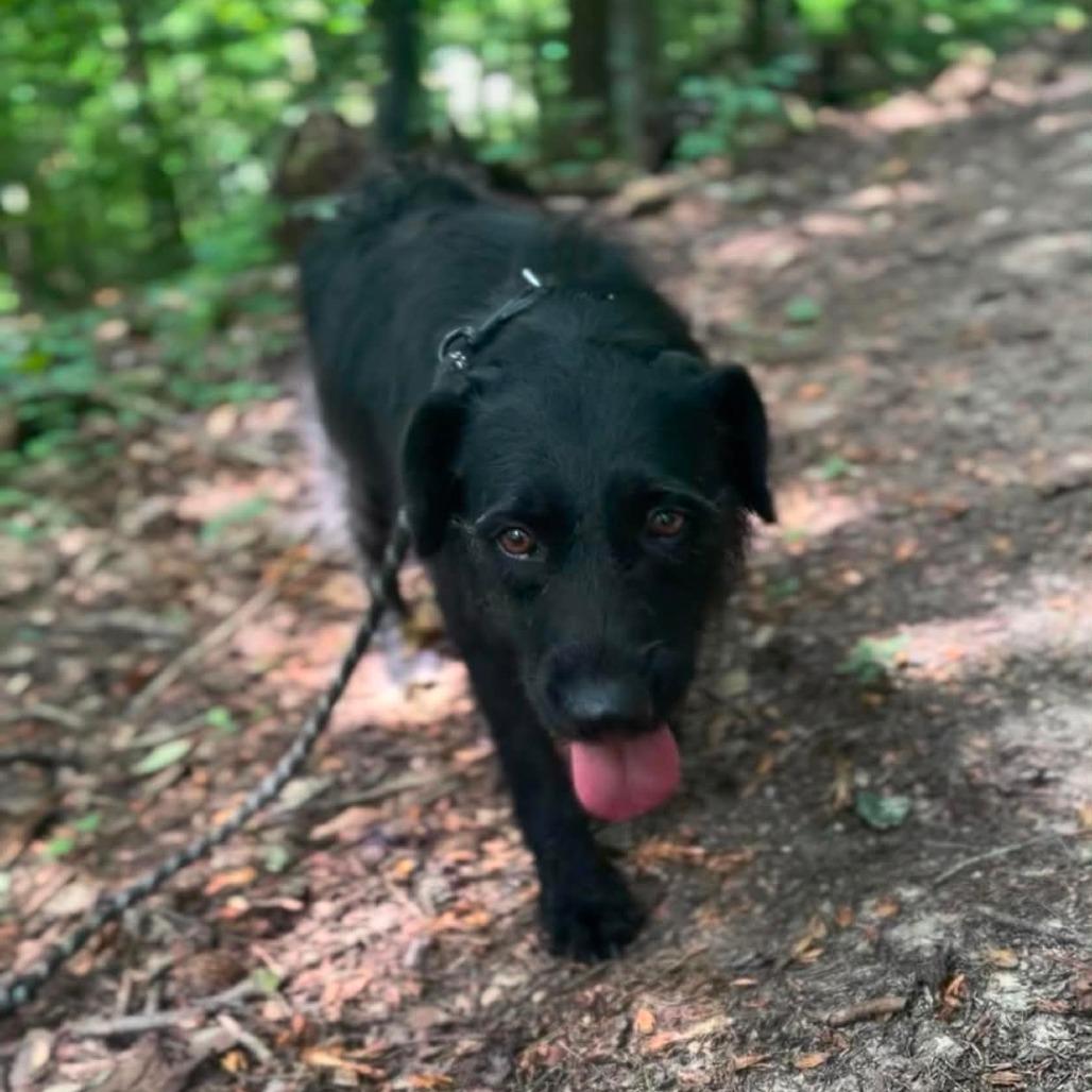 Enlarge Maggie, a Adoptable mixed breed in Evensville, TN image 3/6